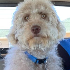 Meet your Posher, Sue